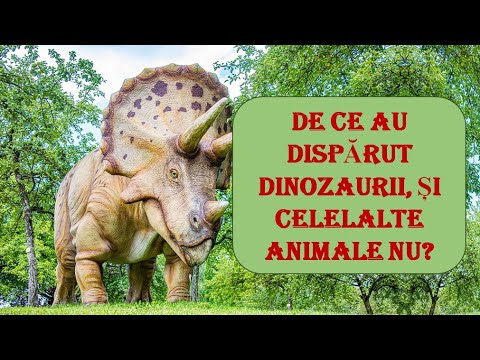 Video: De ce a dispărut amonitul?