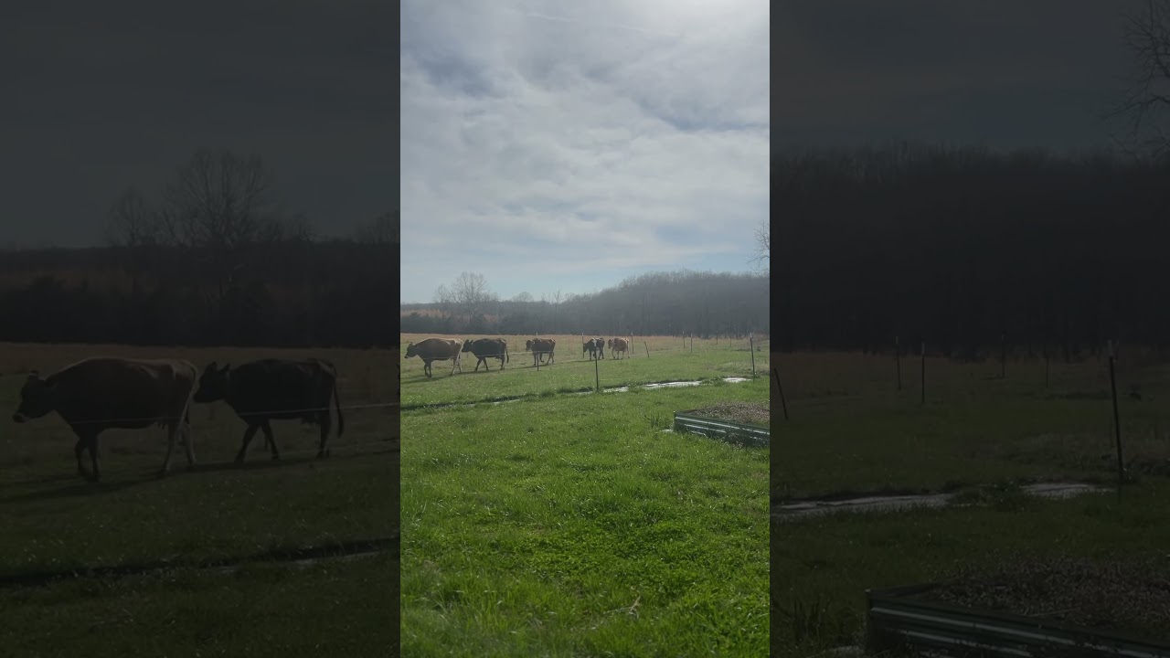 Until the cows come home 