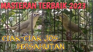 PANCINGAN TERBAIK 2023 DI LENGKAPI SUARA CIAKAN \u0026 JOS BERSAHUTAN@GALERI KICAU