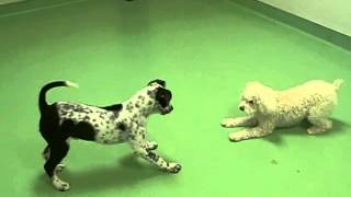 Oxford Pet Resfort & Spa. Deluxe Full Service Pet Resort. Oxford Mississippi. Watch Luna & Mally