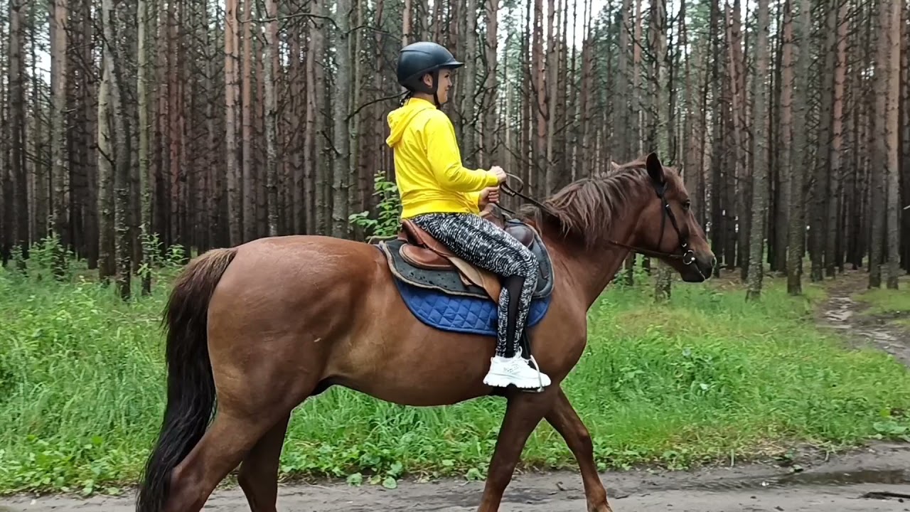 Верховая езда для начинающих / Конный клуб / Конное подворье.