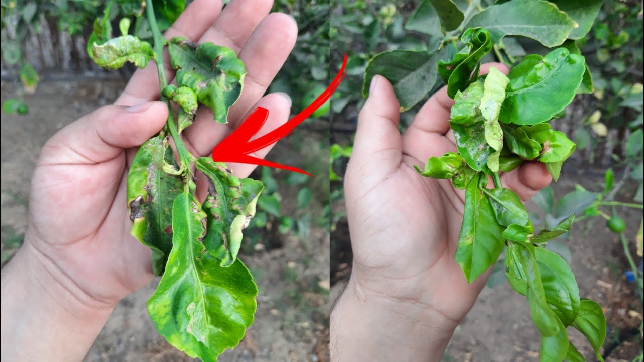 علاج شجرة الليمون من امراضها التواء وانكماش اوراق الليمون علاج طبيعي من المنزل  لن تحتاج شراء علاج!