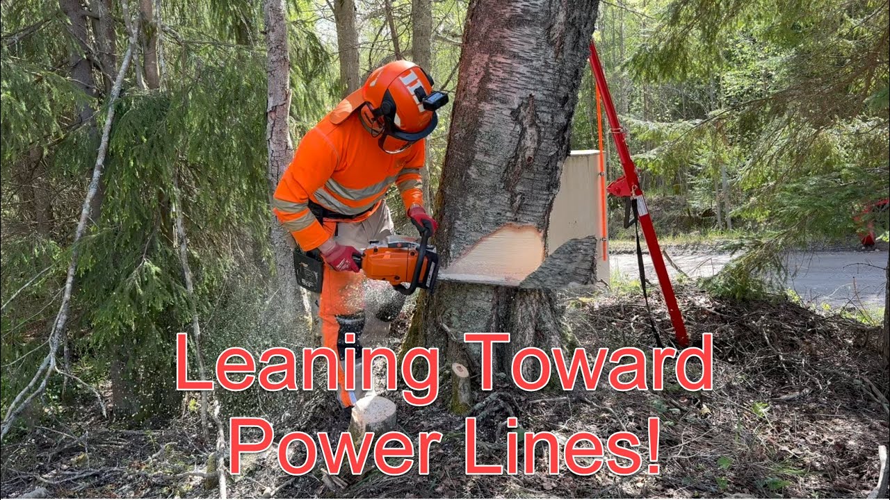 Dangerous Tree Removal Near Power Lines Felling with Chainsaws & Valmet ...