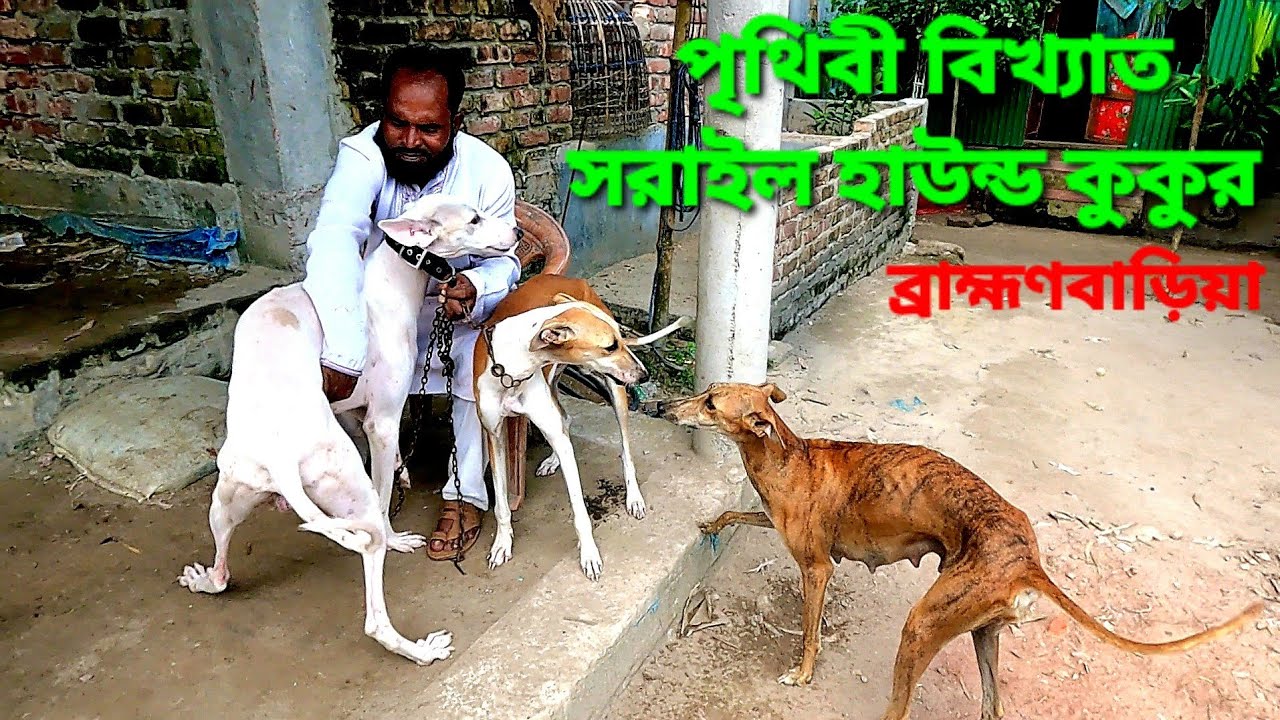 সরাইল হাউন্ড কুকুর, ব্রাহ্মণবাড়ীয়া, বাংলাদেশ। Sarail Hound Dog, Brahmanbaria, Bangladesh. 