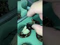 羽化直後のカブトムシをツンツンしてみた。