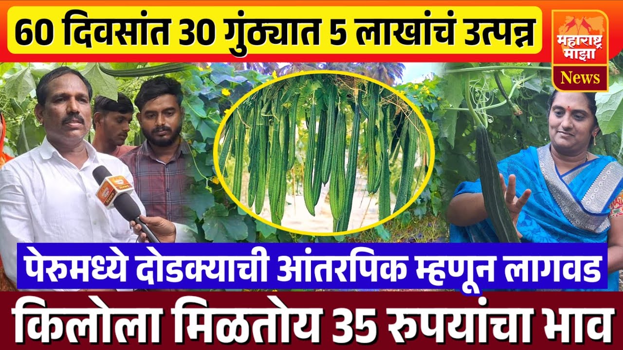 ♦️अवघ्या 30 गुंठ्यात 5 लाखांचं उत्पन्न | पेरूमध्ये दोडक्याचं आंतरपिक | किलोला 35 रुपयांचा भाव..