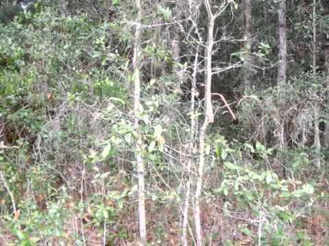 34330 Berryhill Dr, Webster, FL home video tour