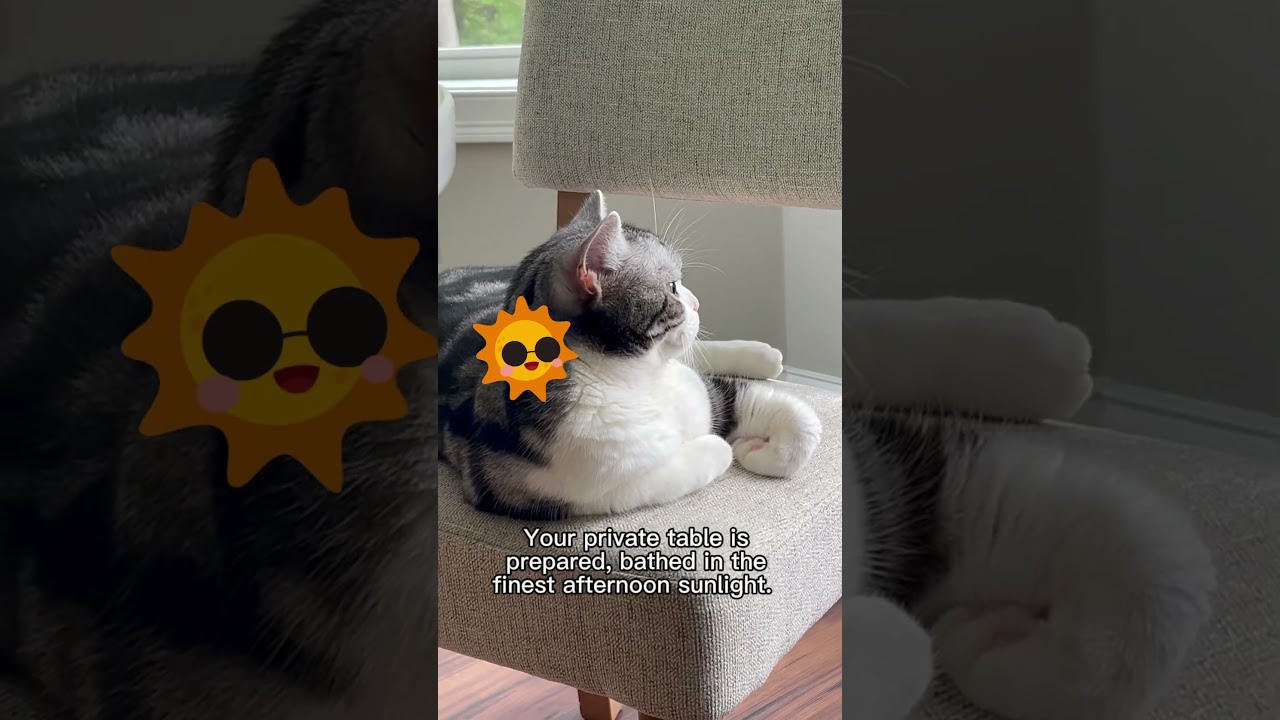 Happy International Cat Day! 