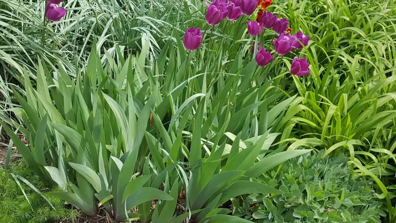 One day with me: near Eaton centre ,Cabbagetown Toronto,Young street.