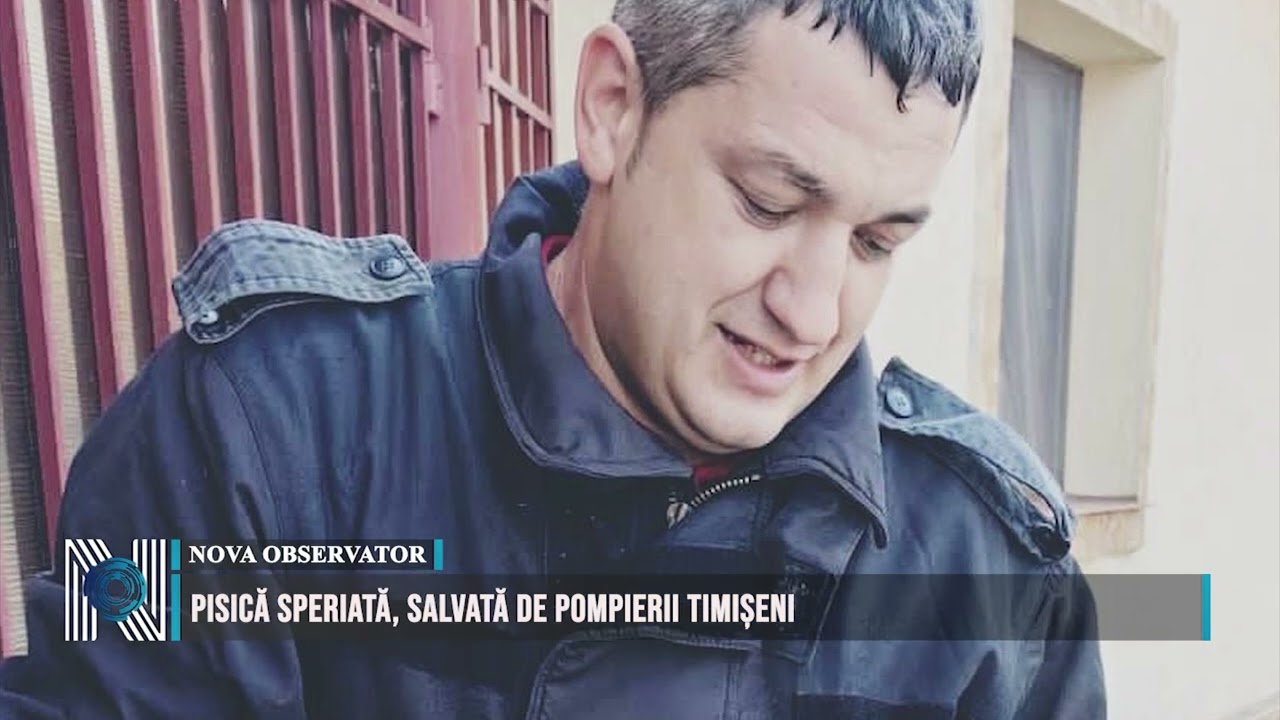 PISICĂ SPERIATĂ, SALVATĂ DE POMPIERII TIMIȘENI