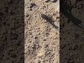 هذي عقرب ليبيا