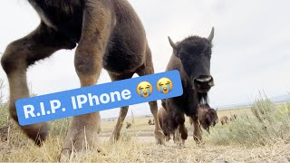 I left my iPhone in the middle of a bison herd! Epic footage!