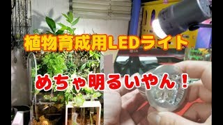 【超お勧め】植物育成用LEDライトの設置!!６０００ケルビン!!