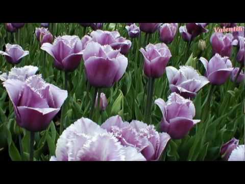 Tulips for you..... - YouTube dispecer10