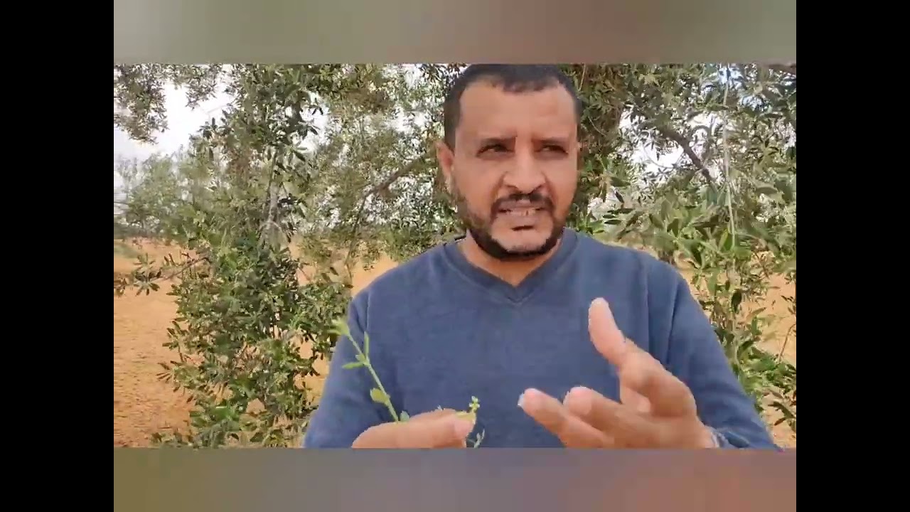 العناية بأشجار الزيتون في النظام المطري