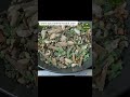 Immunity Tea Milk Kadha Masala