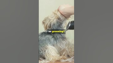 Common Pet Care Mistakes to Avoid