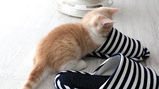 The kitten trying to get into the slippers was too cute