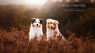 Emma + Maybe | [Australian Shepherds] by SprotteLissy 359 views 6 months ago 1 minute, 26 seconds