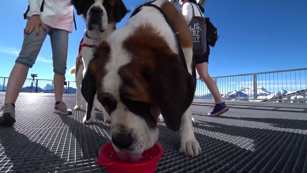 Image result for Saint Bernard 狗 看电视