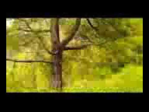 بلوچی وشیں اسڈیڈس سبسکرائب بکن انت و شہیر ہم