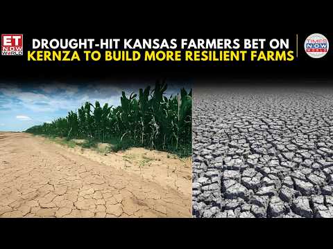 US Drought: Kansas Farmers Turn to Kernza as Extreme Weather Hits | US News