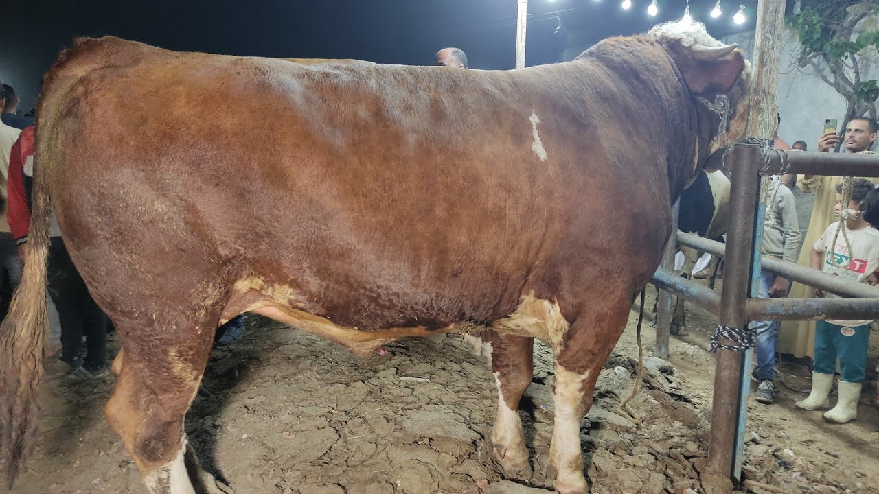 مدعكه في سوق دمنهور للموشي عجول لحم دبابات فوق الطن اليوم 2025/5/25