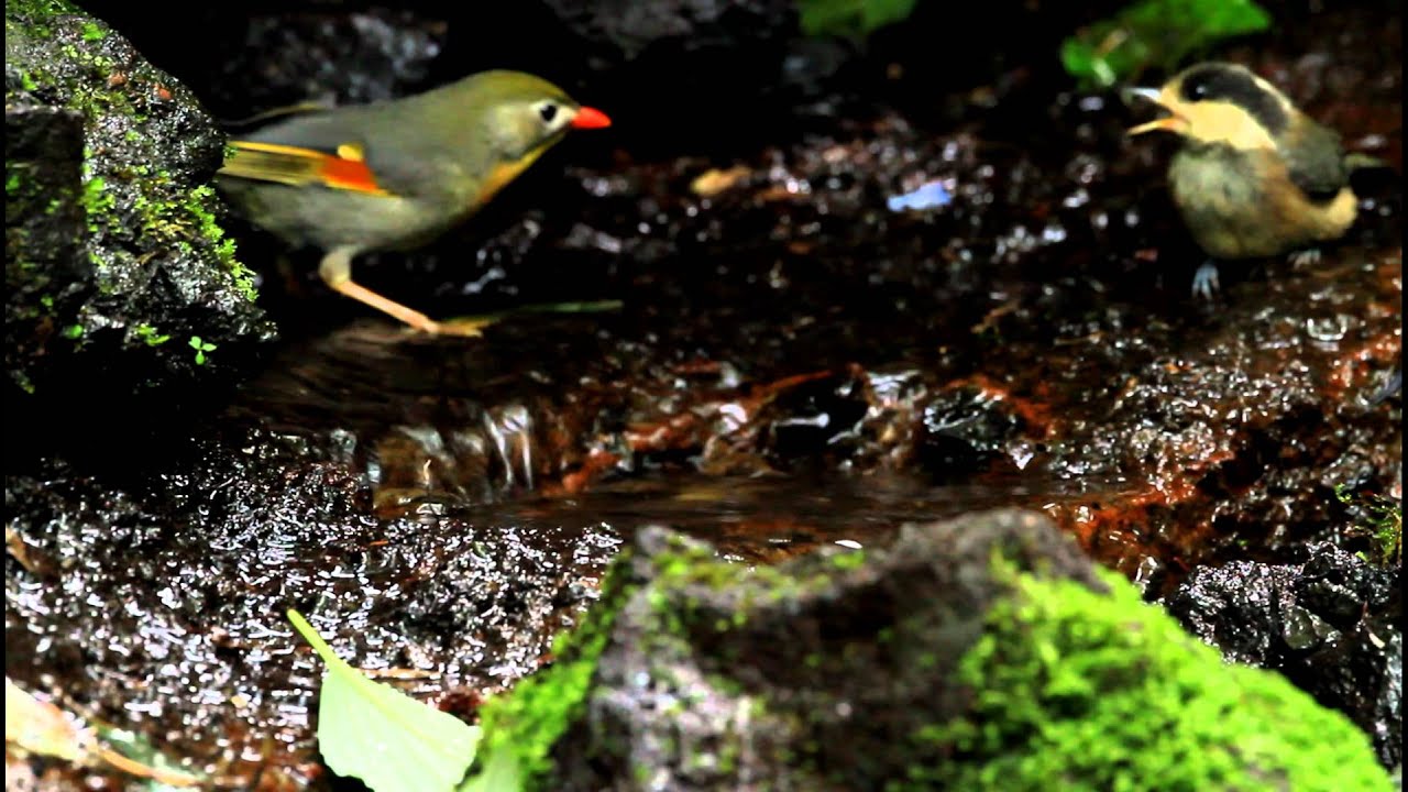 ♪鳥くん野鳥動画（）シジュウカラＪとソウシチョウ水浴び - YouTube