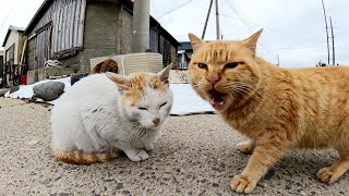 テトラポットの隙間からツンデレな猫達がワラワラと集まってきた