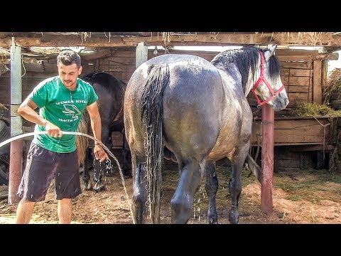 Video: Cum Să Speli Un Cal