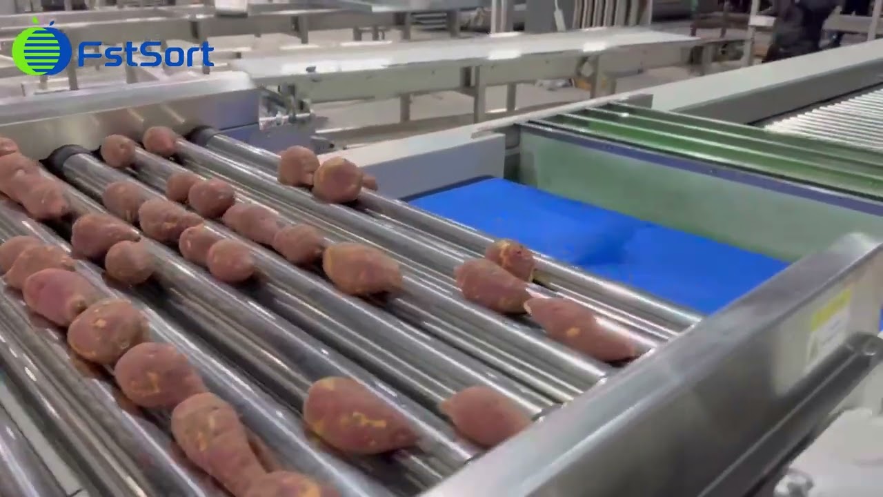 Sweet potato sorting machine potato processing line vegetable size grading equipment fstsort machine
