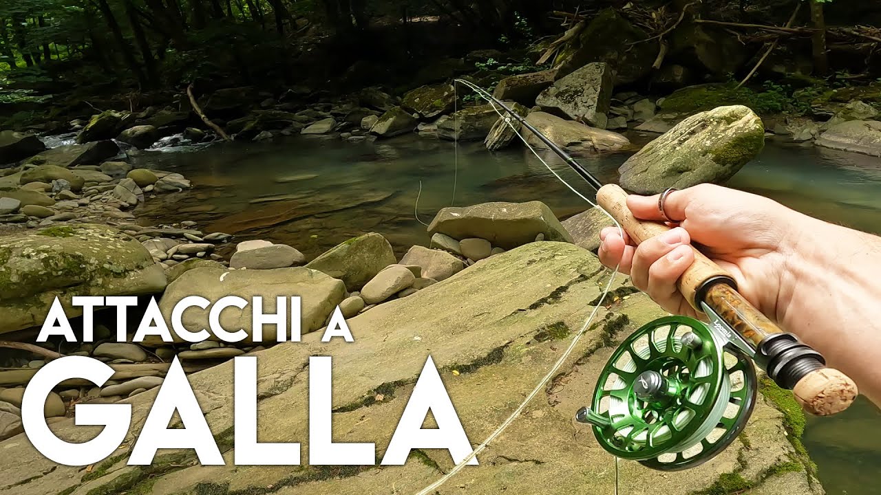 ESPLOSIONI A GALLA!!! - Mosca SECCA in TORRENTE