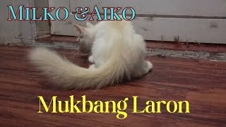 kucing mukbang laron sampai muntah by kucing comel 97 views 1 month ago 1 minute, 49 seconds