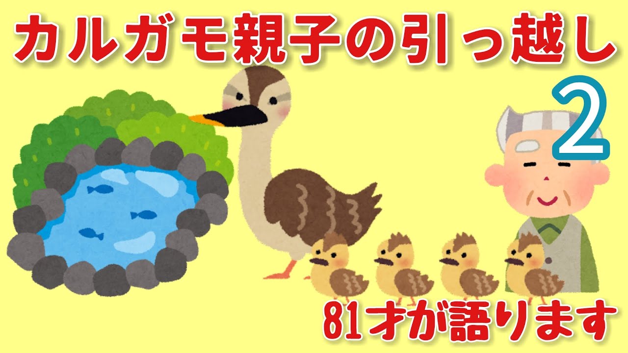 81才がカルガモ親子の引っ越し2について語ります Youtube