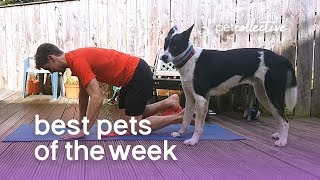 Best Pets of the Week - DOWNWARD DOG | The Pet Collective