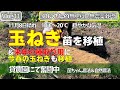 Vlog33 玉ねぎ苗を移植＆来年の種取り用に今春の玉ねぎも移植　穏やかな秋の気温　貸農園にて無肥料・無農薬栽培　菌ちゃん農法　自然農法