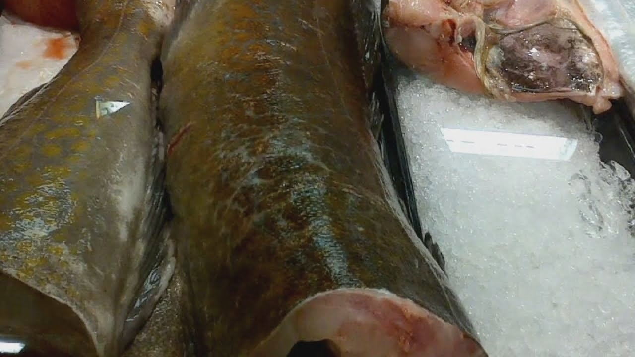 It's a miracle! Headless fish comes back to life YouTube