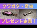 登録者1人記念‼︎クワガタ&奇虫プレゼント企画‼︎（ゆっくりボイス）