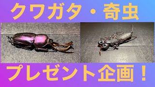 登録者1人記念‼︎クワガタ&奇虫プレゼント企画‼︎（ゆっくりボイス）