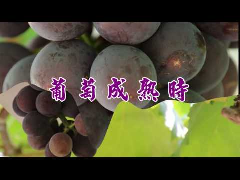 【葡萄成熟時】─澎湖小哥錄音室 翻唱COVER系列 (好歌傳唱留萬世，歌曲純練習用，如有侵權請告知移除)。