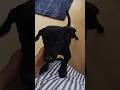 Dog Video #dog #love #doglove #pets