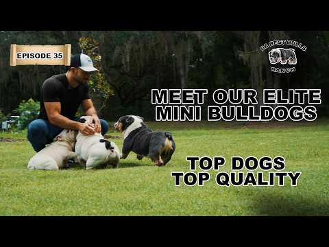 DBB EP 35 The Truth About Mini Bulldogs (Most Breeders Won't Tell You)