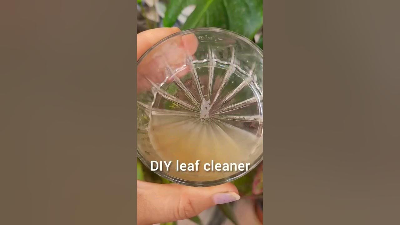 DIY leaf cleaner gardening youtubeshorts shorts YouTube