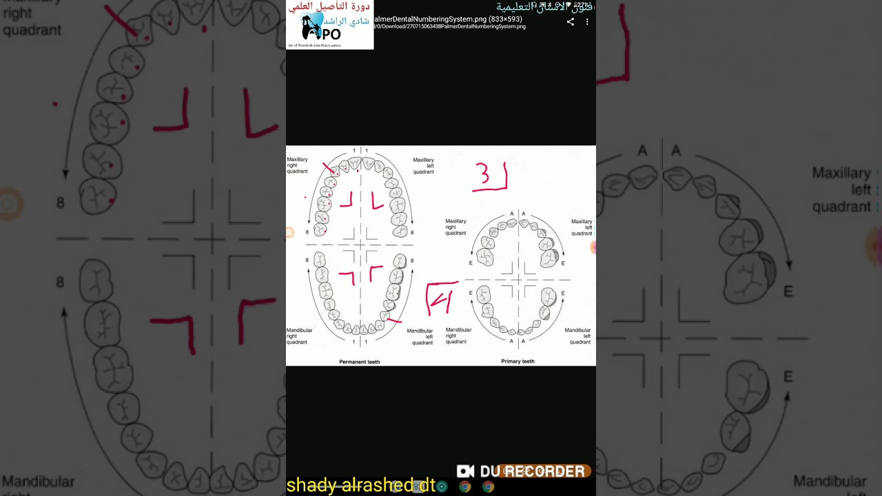 Teeth notation systems أنظمة ترقيم الاسنان تقدمة الاستاذ شادي الراشد
