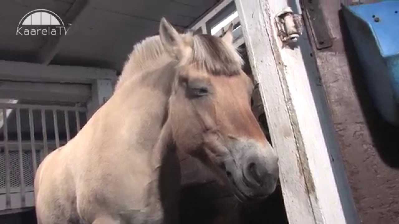 Osa 1: Hevosen hoitaminen ja tallisäännöt - Tuomarinkylän Ratsastuskoulu