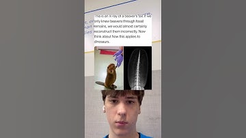 This is an X-ray ot a beaver