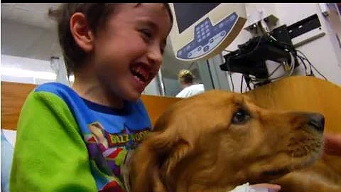 Holly The Pet Therapy Dog - Penn State Health Chil...