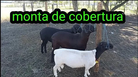 Como se chama o rebanho de ovelhas?