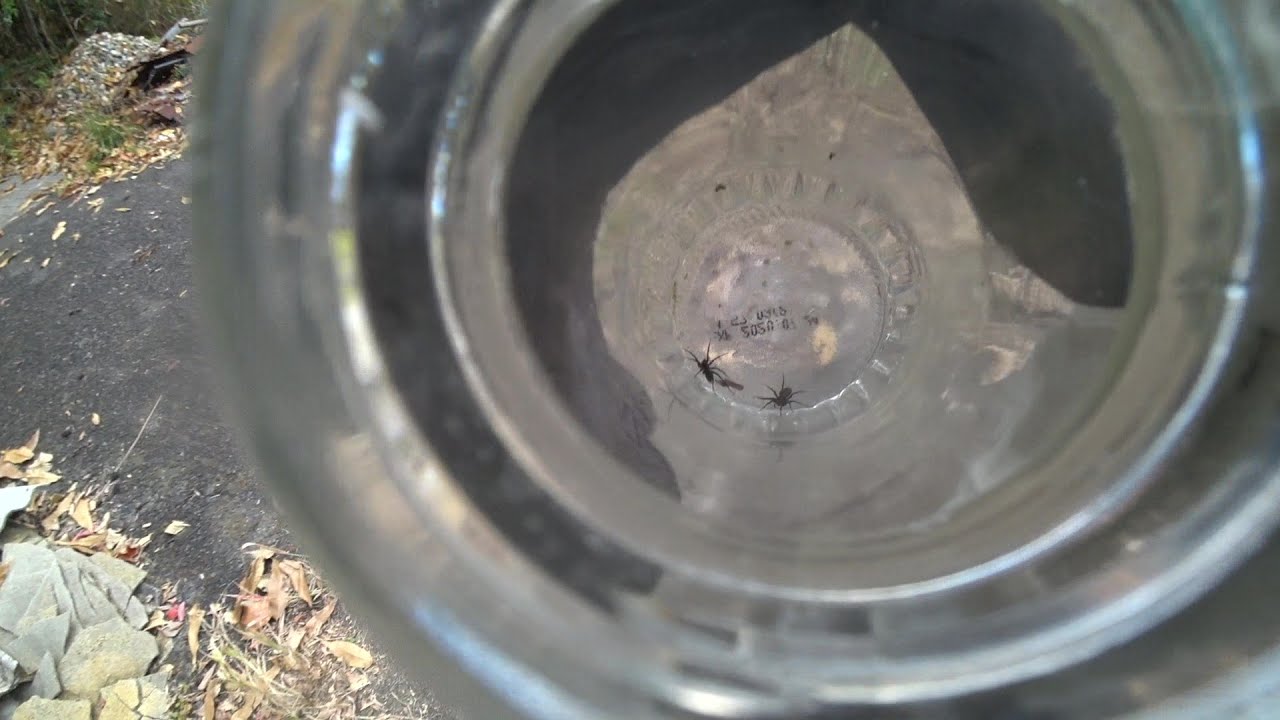 Nature Wonderland; catching two spiders as the ants’ live food and looking for more in vain 20251202