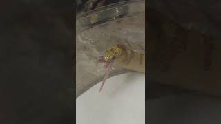 Baby Variable kingsnake feeding